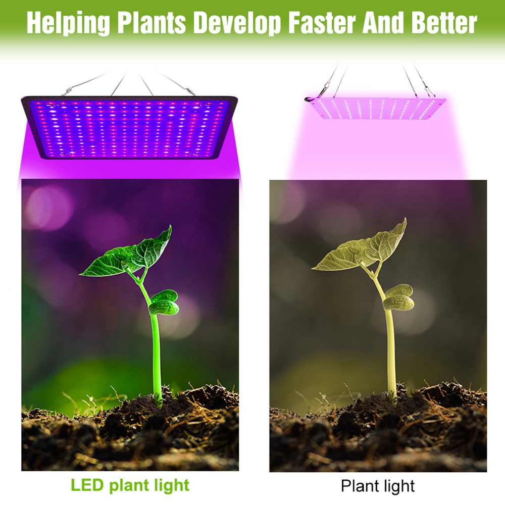 400W LED Grow Light Full Spect - огляд і ціна Echeveria Succulent