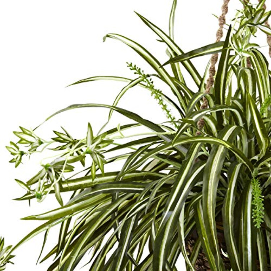 Spider Plant Hanging Basket fo - огляд і ціна Spider Plant Hanging