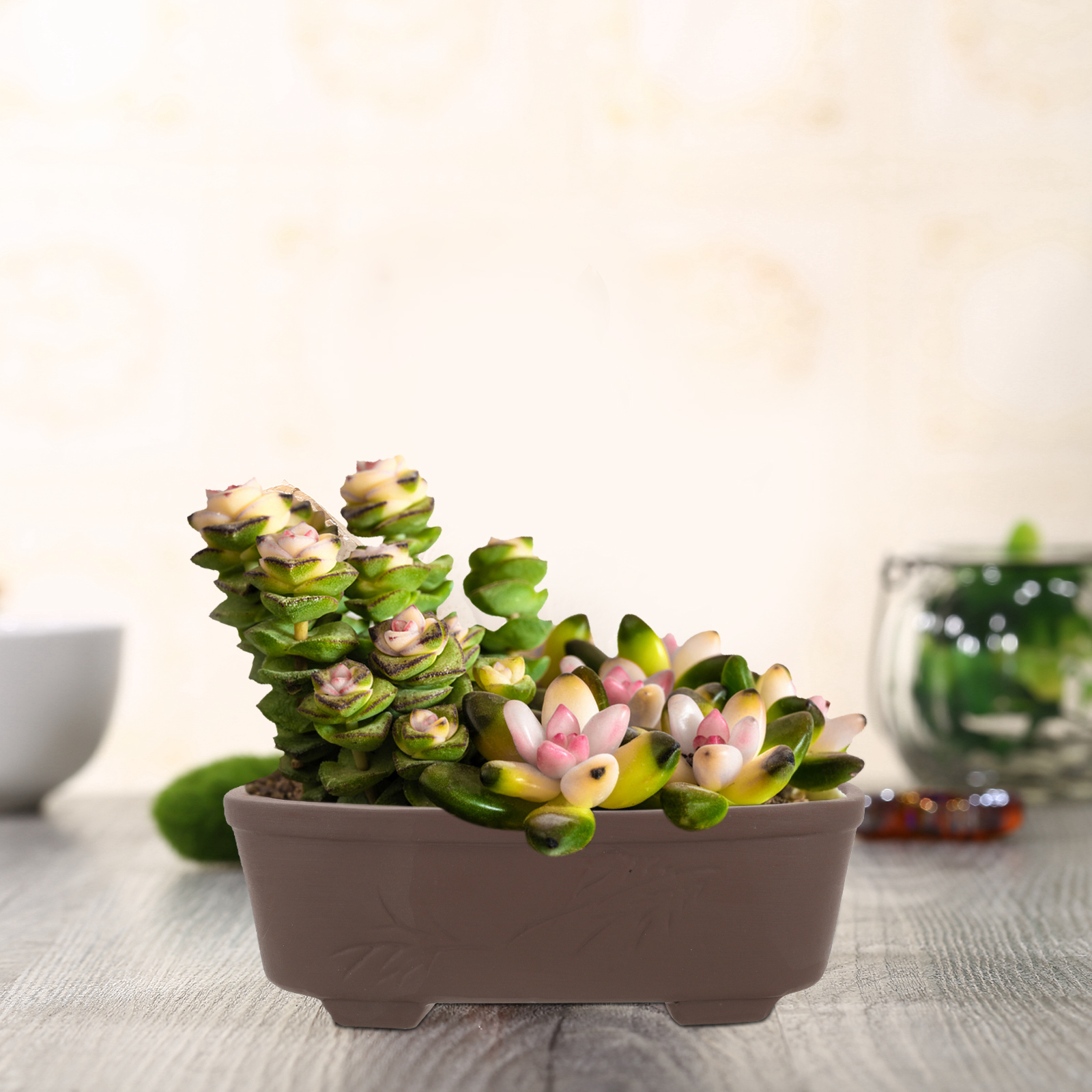 Handmade Vintage Style Clay Te - огляд і ціна Pilea Peperomioides