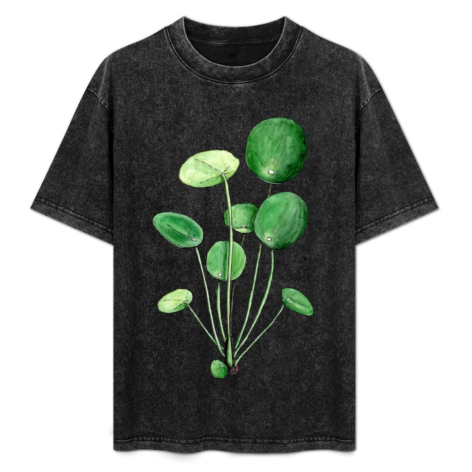 Pilea Peperomioides - Watercol - огляд і ціна Pilea Peperomioides