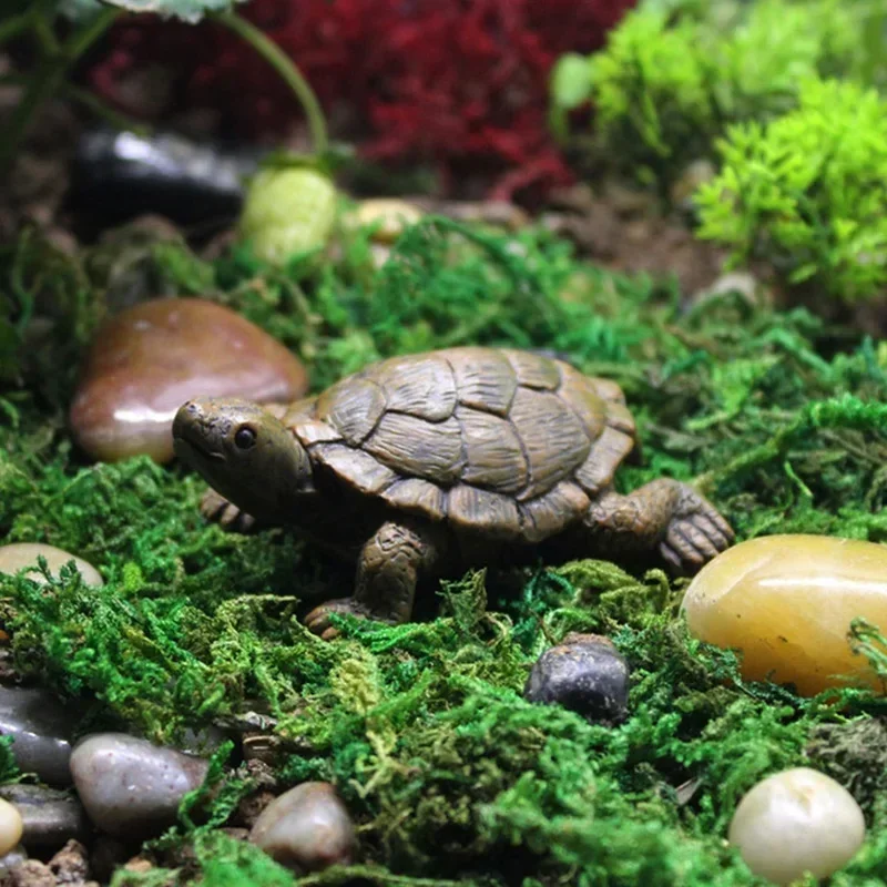 Simulation of Small Turtle Res - огляд і ціна Echeveria Succulent