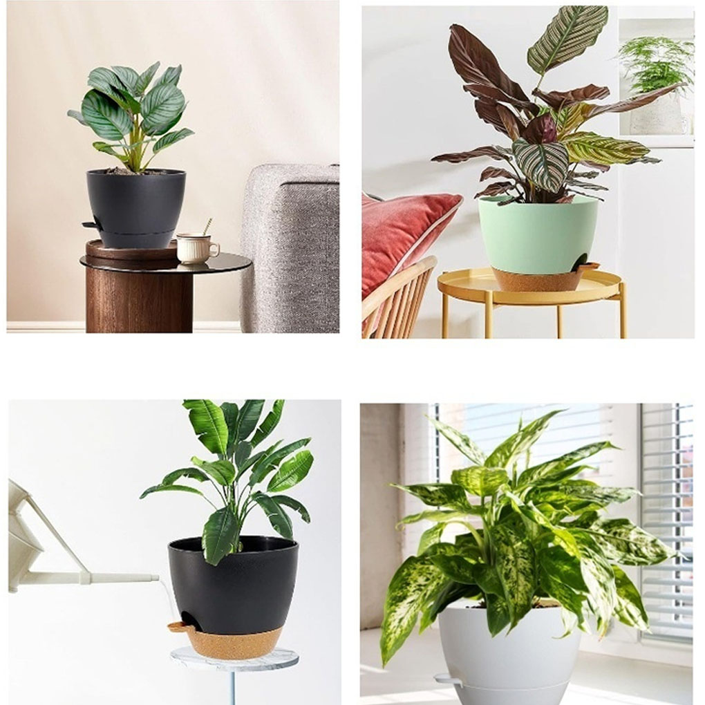5piece Indoor Flower Pots With - огляд і ціна Aloe Vera Pot
