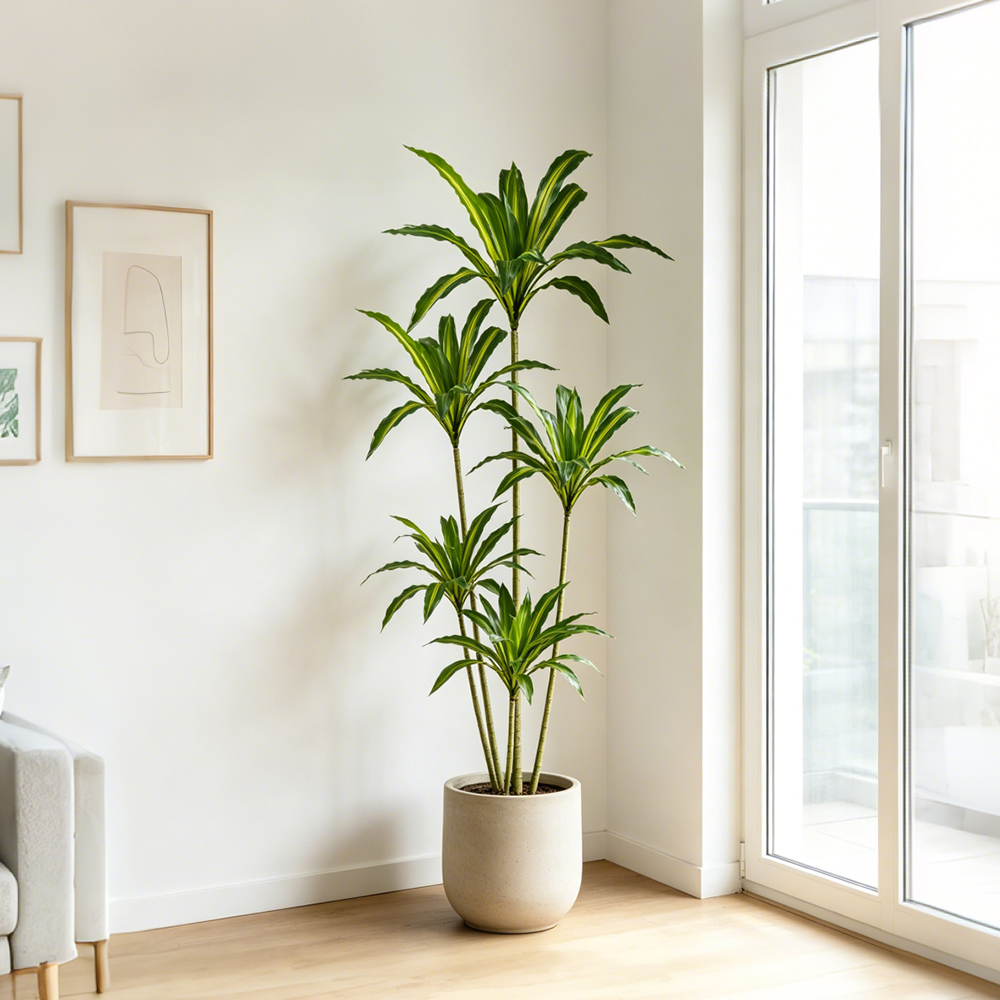 80-165cm Large Artifcial Draca - огляд і ціна Dracaena Marginata