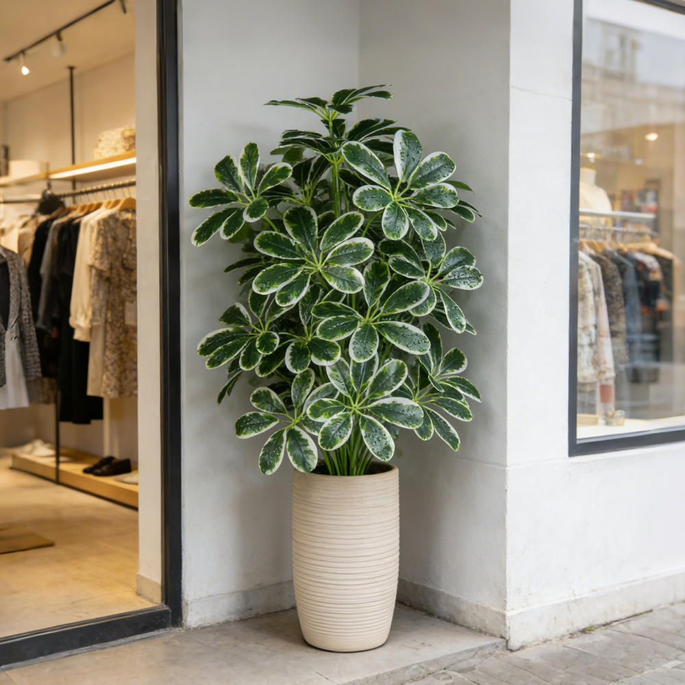 50-75cm Artifficial Maranta Pl - огляд і ціна Dracaena Marginata