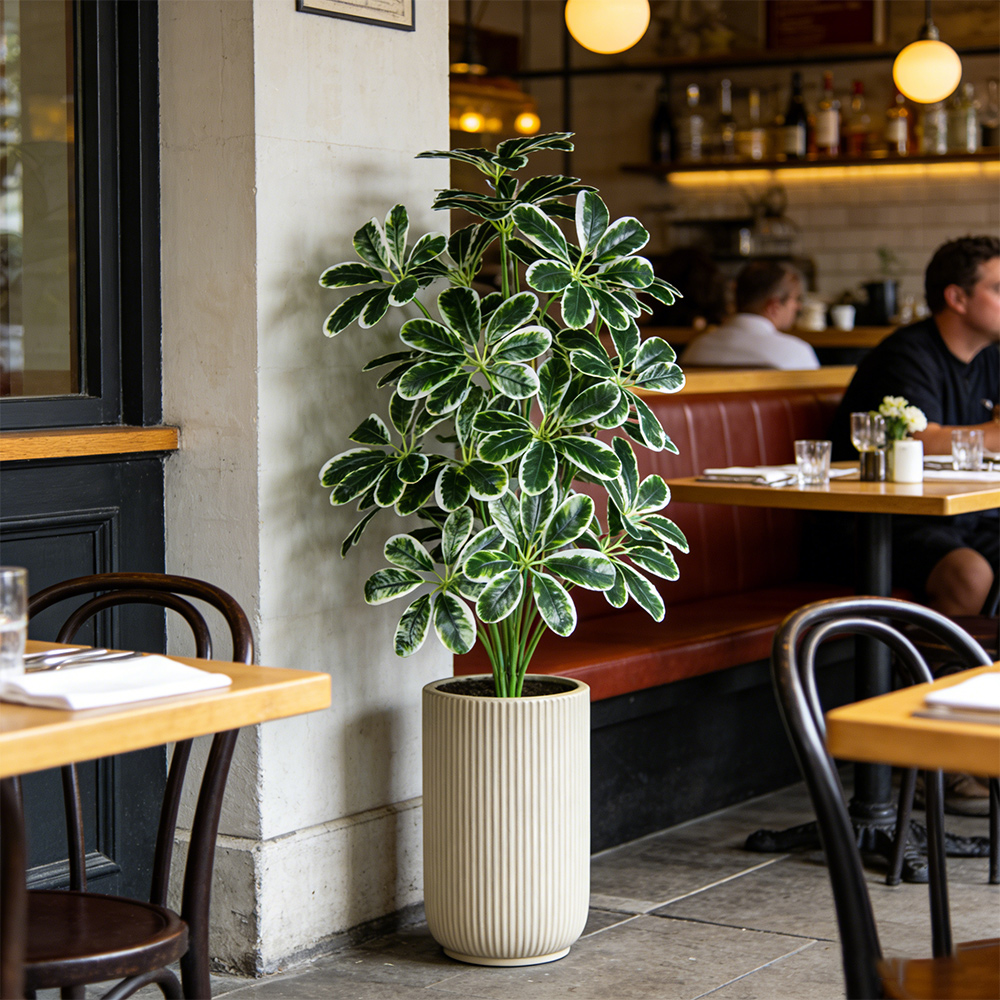 50-75cm Artifficial Maranta Pl - огляд і ціна Dracaena Marginata