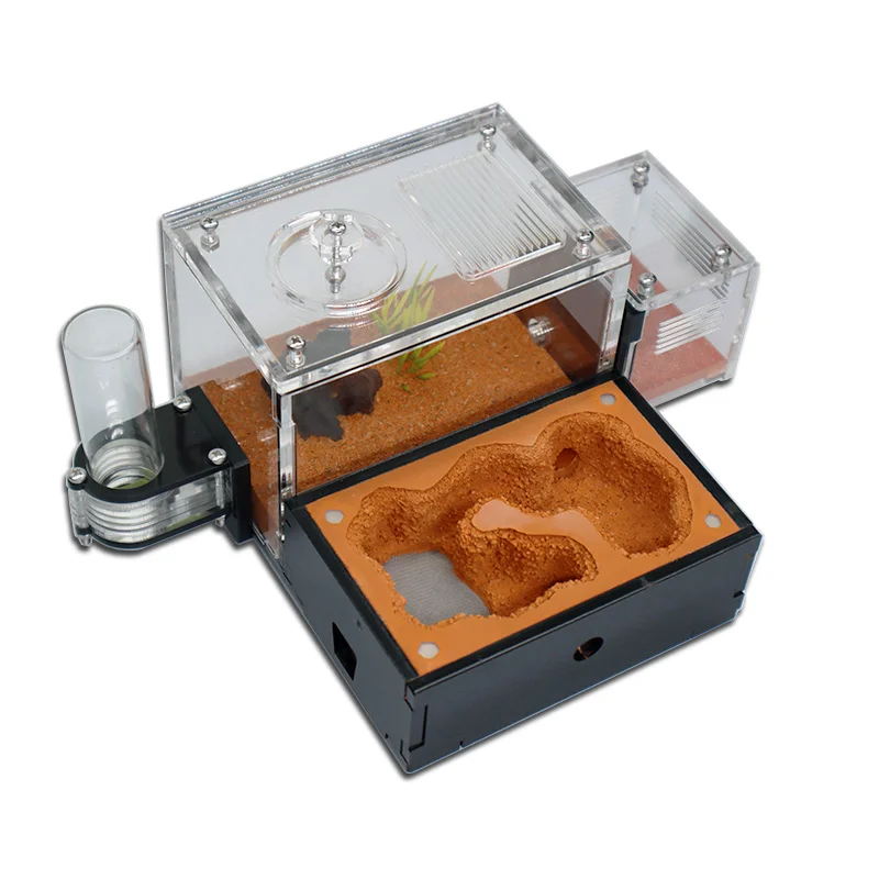 Yellow Soil Ant Farm with Exte - огляд і ціна Begonia Rex