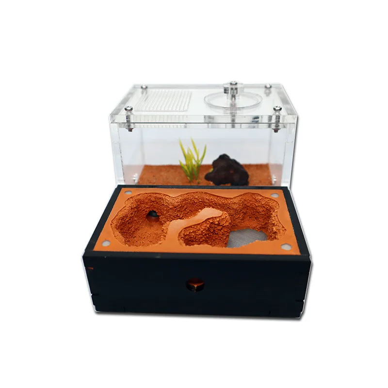 Yellow Soil Ant Farm with Exte - огляд і ціна Begonia Rex