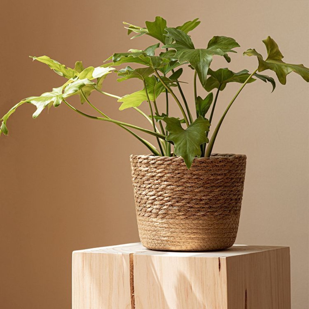 Straw Weaving Flower Plant Pot - огляд і ціна Aloe Vera Pot