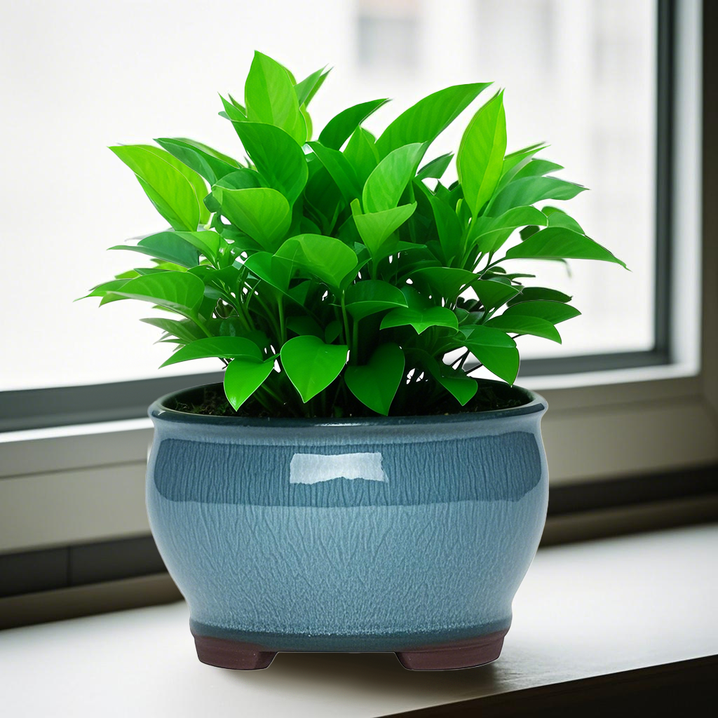 Ceramic Garden Planter Pots Ce - огляд і ціна Aloe Vera Pot